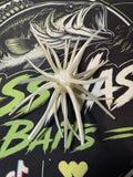 32mm TPE Urchin Bait (Whitey)